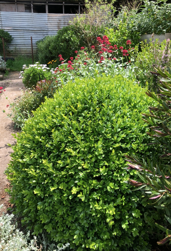Buxus Sempervirens Wintersweet Nursery buxus-sempervirens-wintersweet-nursery