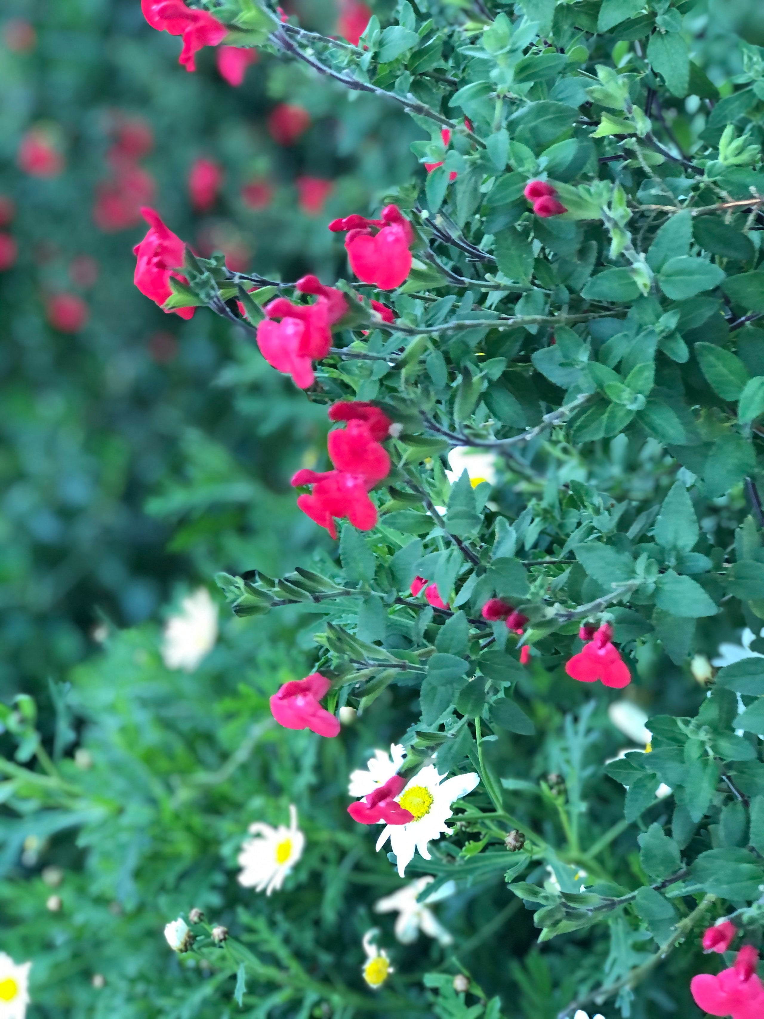 Salvia huntington red wintersweet nursery